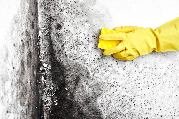 Attic Mold Removal in Edinburgh, IN