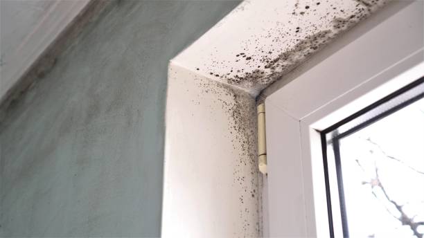Best Commercial Mold Removal  in Edburgh, IN