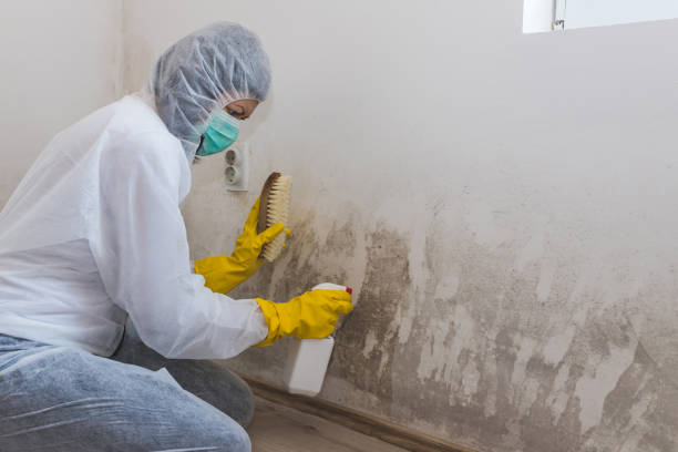Best Fast Mold Removal  in Edburgh, IN