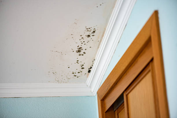 Best Fast Mold Removal  in Edburgh, IN