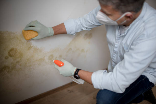 Best Mold Removal Specialists  in Edburgh, IN