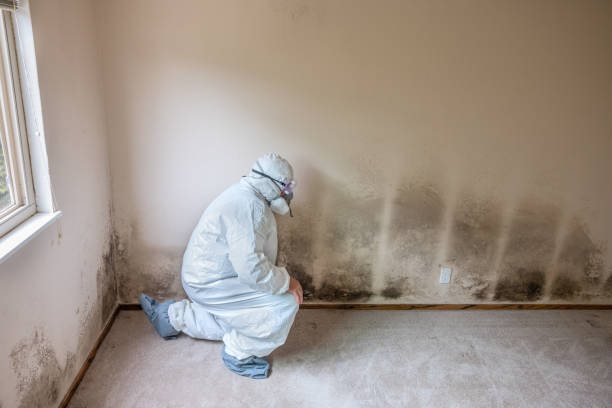 Best Residential Mold Removal  in Edburgh, IN
