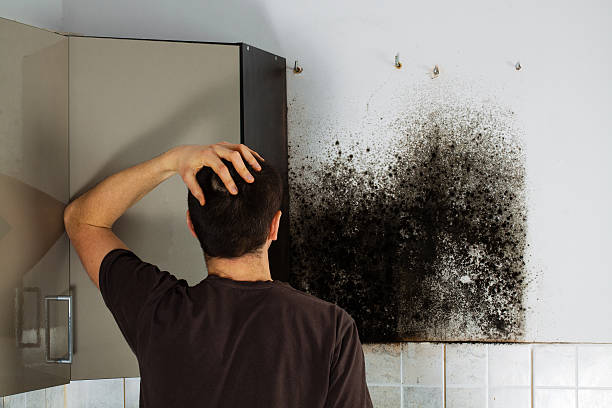 Best Black Mold Removal  in Edburgh, IN