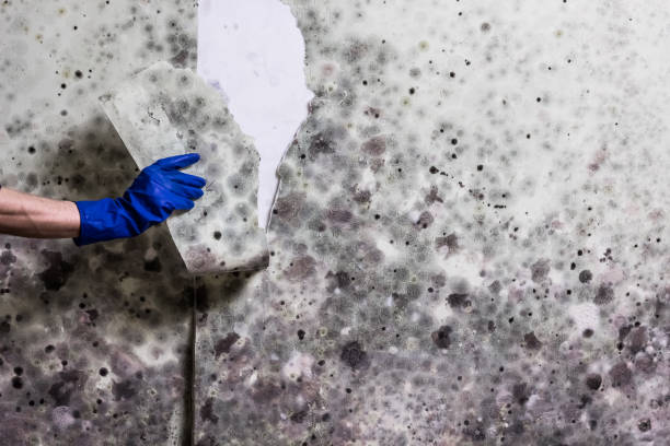 Best Local Mold Removal Service  in Edburgh, IN