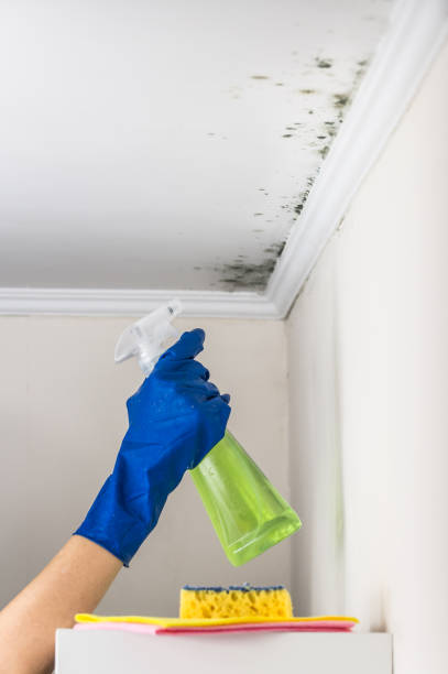 Crawl Space Mold Removal in Edinburgh, IN